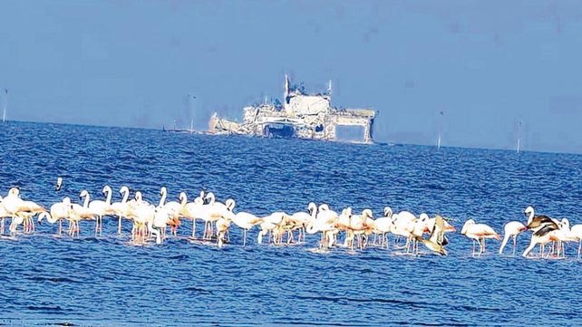 Los flamencos andinos atrajeron a cientos de curiosos en Melincué