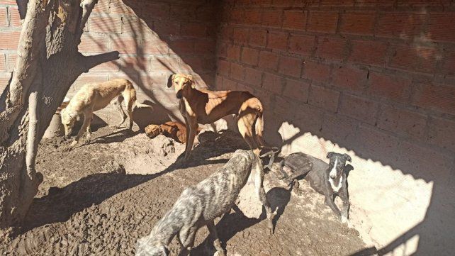 Los galgos rescatados en Roldán necesitan ayuda para poder recuperarse de su desnutrición