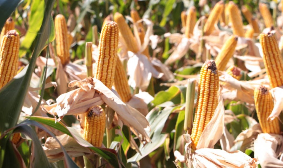 Avanza el financiamiento a productores para la siembra de trigo y maíz