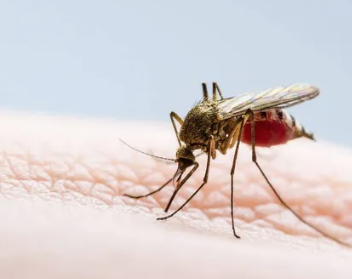 Dengue: arrancan las vacaciones y Santa Fe eleva los cuidados para quienes viajan a Brasil