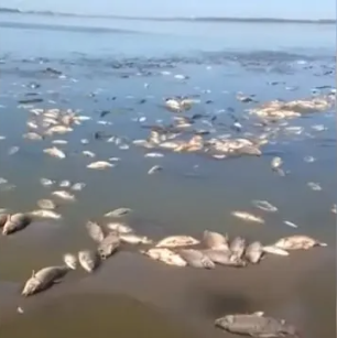 La extraña aparición de miles de peces muertos en la laguna de Villa Cañás