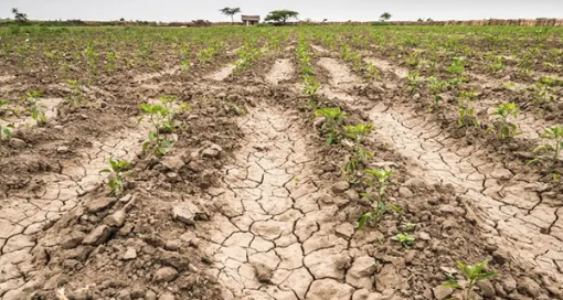 Especialistas vaticinan un duro panorama por la sequía en la región sur de Santa Fe