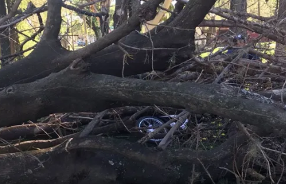 Funes: un árbol añoso cayó sobre dos jóvenes en el predio del skate park