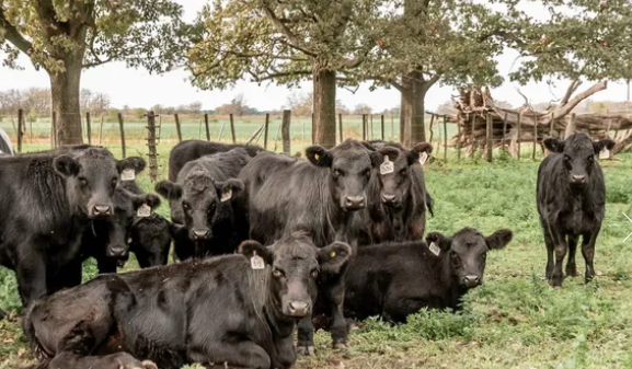 Casilda: la Facultad de Veterinarias logró mejorar su producción ganadera con manejo sustentable