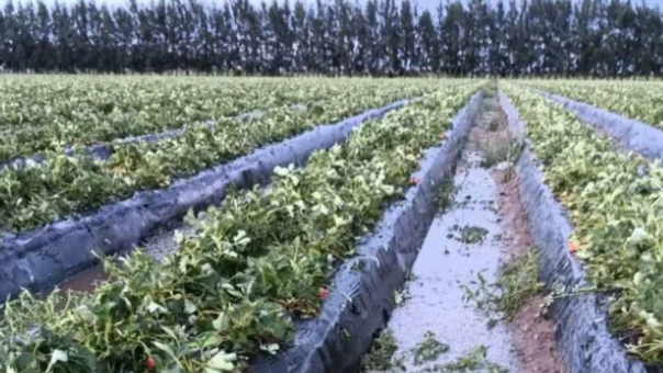 Coronda: el granizo dañó 1.400.000 kilos de frutillas y ya afecta el abastecimiento