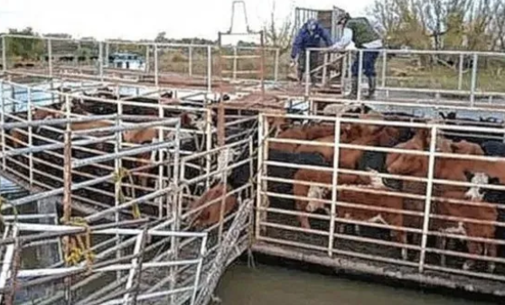Crecida del río Paraná: ganaderos trabajan «contra reloj» para sacar la hacienda de la zona de islas
