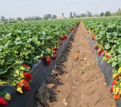 El intendente de Coronda asegura que hay «frutillas sin cosechar» por falta de mano de obra