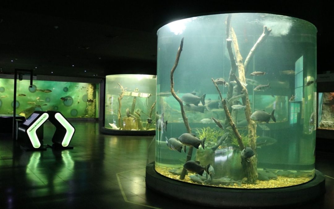 El “Acuario del Río Paraná” celebra sus 6 años con una propuesta para toda la familia