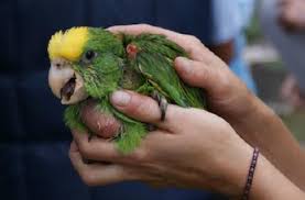 La enfermedad del loro en Santa Fe: ¿cuán grave es y qué otras aves pueden transmitirla?
