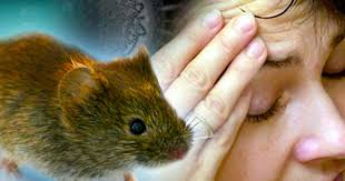 Hantavirus: murió un adolescente cerca de Recreo y recuerdan las medidas de prevención