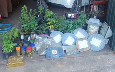 Usaban lámparas led del alumbrado público para su vivero de marihuana: cuatro aprehendidos