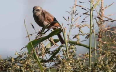 Funes: ambientalistas en alerta por el riesgo que corre la reserva natural San Jorge