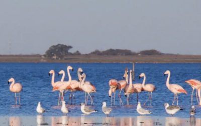 Melincué: realizarán el Primer Encuentro de Observadores de Aves