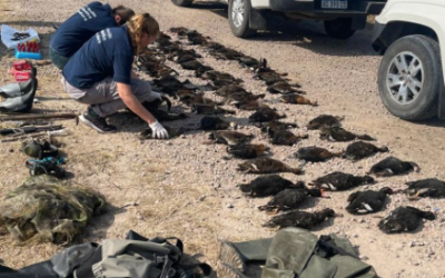 Aumentan las sanciones económicas por delitos contra la fauna en Santa Fe